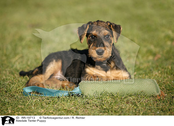 Airedalle Terrier Welpe / Airedale Terrier Puppy / RR-19713