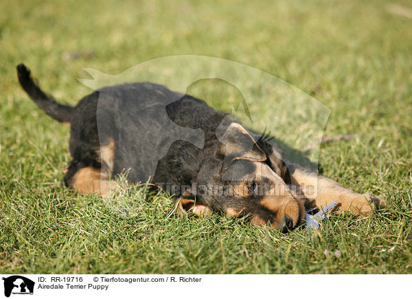 Airedalle Terrier Welpe / Airedale Terrier Puppy / RR-19716