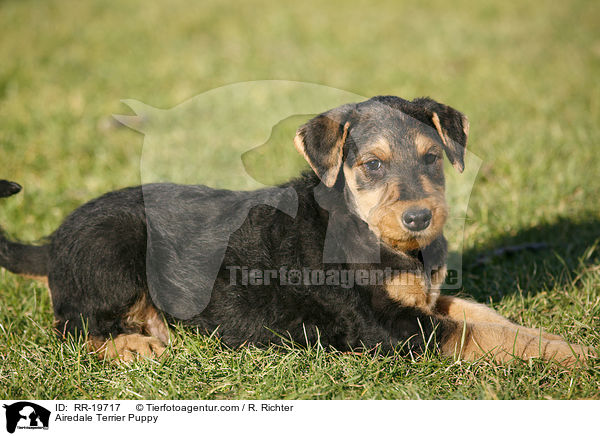 Airedalle Terrier Welpe / Airedale Terrier Puppy / RR-19717