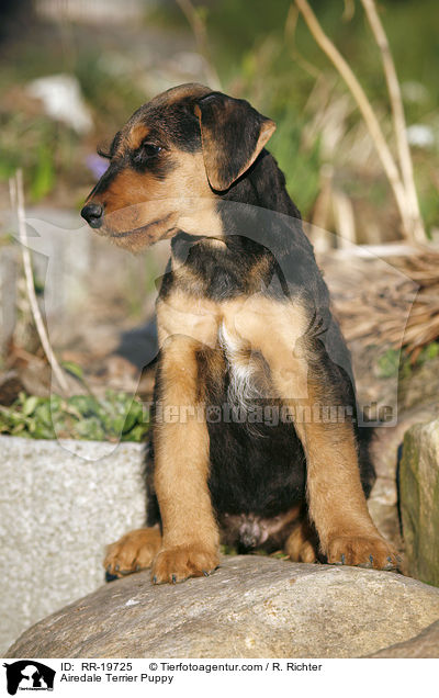 Airedalle Terrier Welpe / Airedale Terrier Puppy / RR-19725
