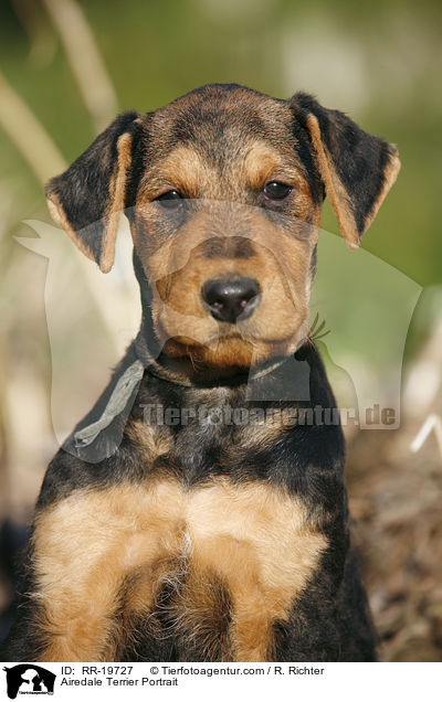 Airedale Terrier Portrait / Airedale Terrier Portrait / RR-19727