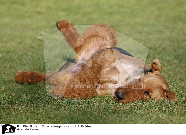 Airedale Terrier / Airedale Terrier / RR-19739