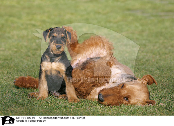 Airedalle Terrier Welpe / Airedale Terrier Puppy / RR-19740