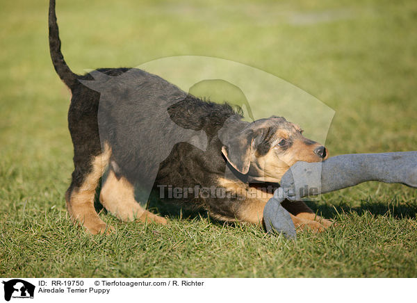 Airedalle Terrier Welpe / Airedale Terrier Puppy / RR-19750