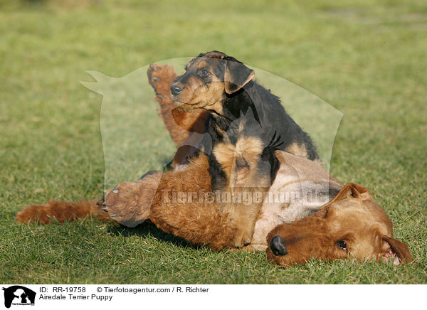 Airedalle Terrier Welpe / Airedale Terrier Puppy / RR-19758