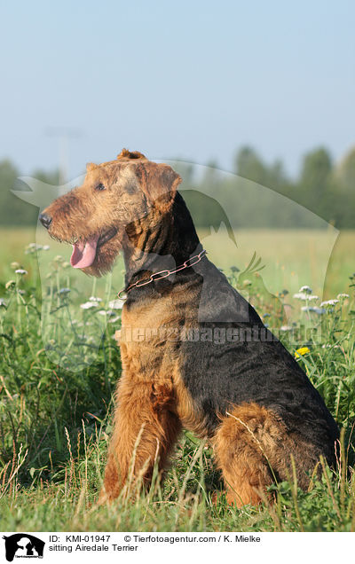 sitzender Airedale Terrier / sitting Airedale Terrier / KMI-01947