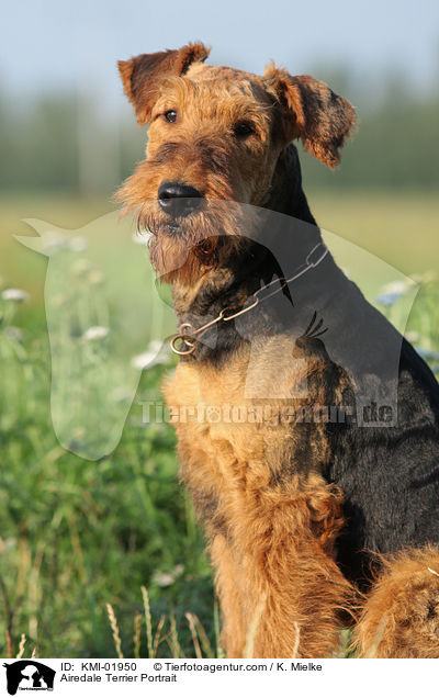 Airedale Terrier Portrait / Airedale Terrier Portrait / KMI-01950