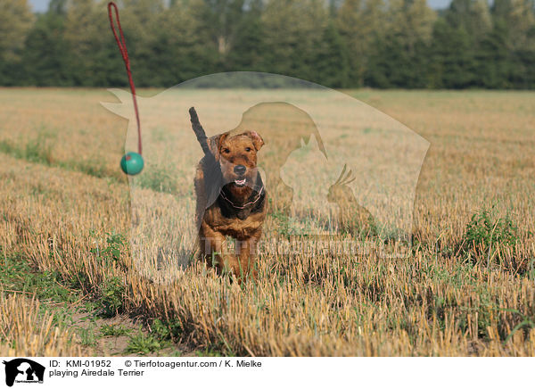 spielender Airedale Terrier / playing Airedale Terrier / KMI-01952