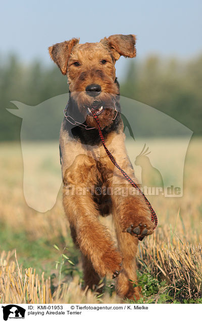 spielender Airedale Terrier / playing Airedale Terrier / KMI-01953