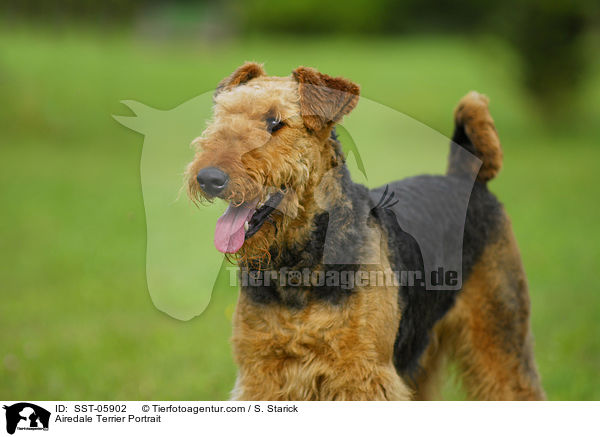 Airedale Terrier Portrait / Airedale Terrier Portrait / SST-05902