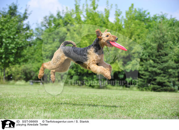 spielender Airedale Terrier / playing Airedale Terrier / SST-06669