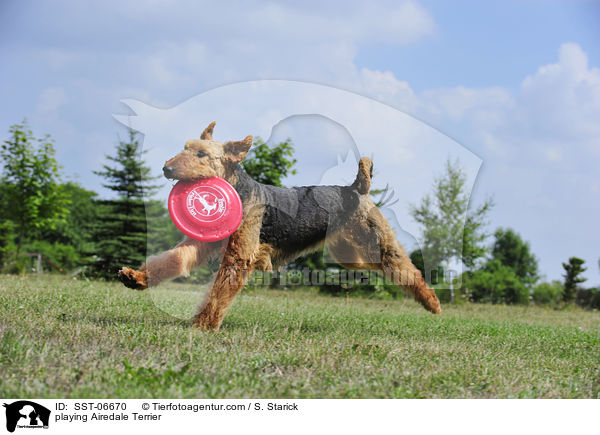 spielender Airedale Terrier / playing Airedale Terrier / SST-06670