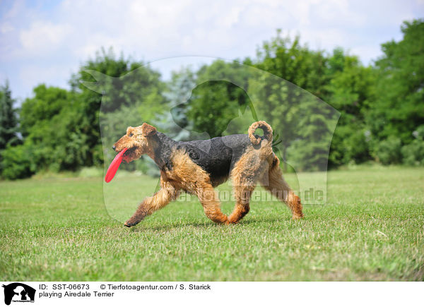 spielender Airedale Terrier / playing Airedale Terrier / SST-06673