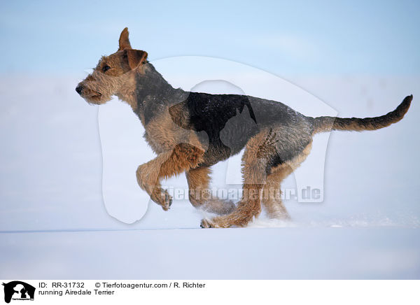 rennender Airedale Terrier / running Airedale Terrier / RR-31732