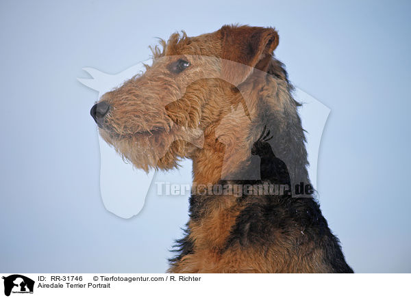 Airedale Terrier Portrait / Airedale Terrier Portrait / RR-31746