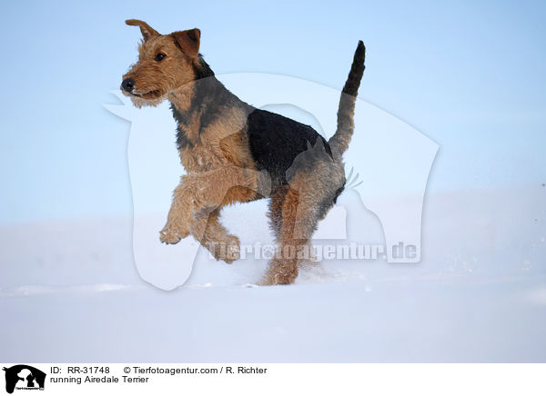 rennender Airedale Terrier / running Airedale Terrier / RR-31748