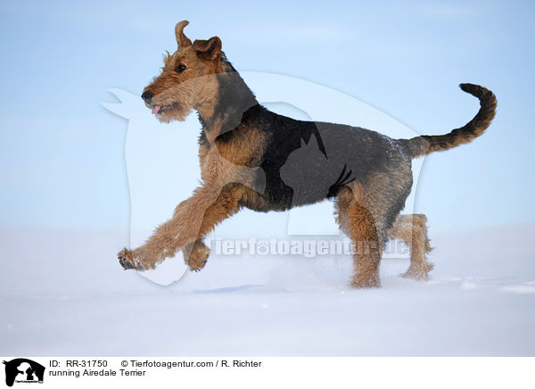 rennender Airedale Terrier / running Airedale Terrier / RR-31750