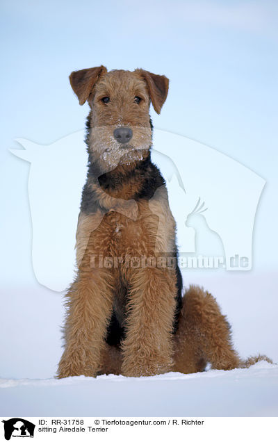 sitzender Airedale Terrier / sitting Airedale Terrier / RR-31758