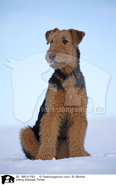 sitting Airedale Terrier / RR-31762