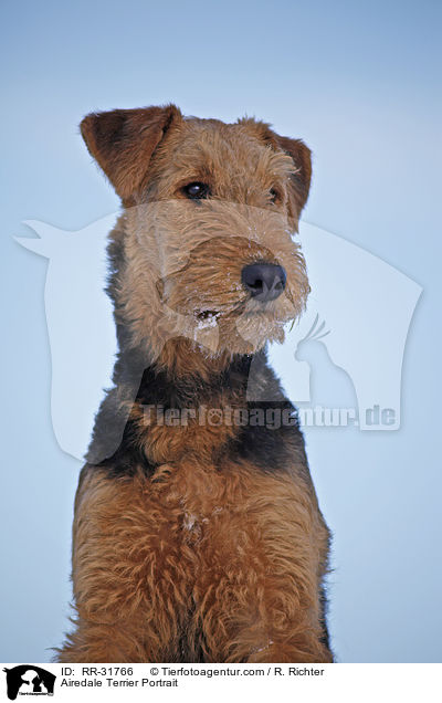 Airedale Terrier Portrait / Airedale Terrier Portrait / RR-31766