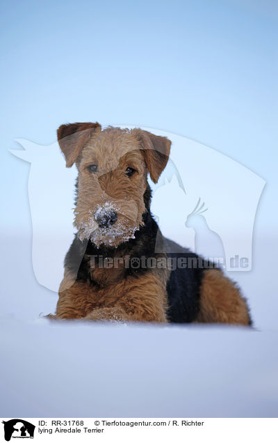 liegender Airedale Terrier / lying Airedale Terrier / RR-31768