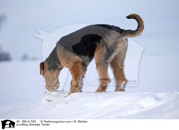 schnuppernder Airedale Terrier / snuffling Airedale Terrier / RR-31785