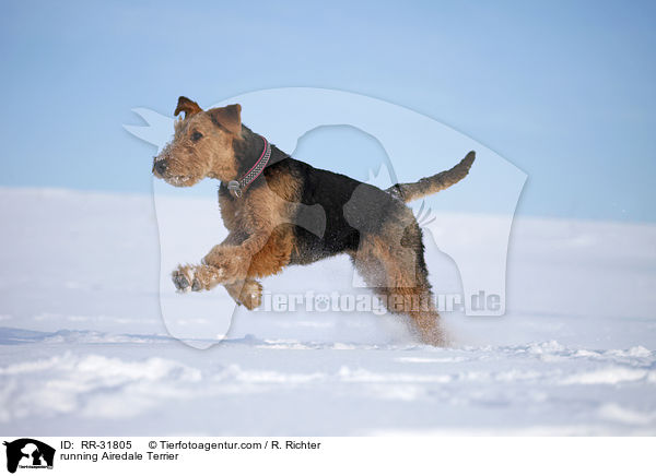 rennender Airedale Terrier / running Airedale Terrier / RR-31805