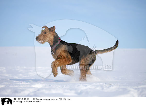 rennender Airedale Terrier / running Airedale Terrier / RR-31816