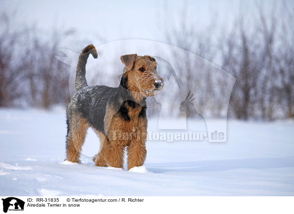 Airedale Terrier im Schnee / Airedale Terrier in snow / RR-31835