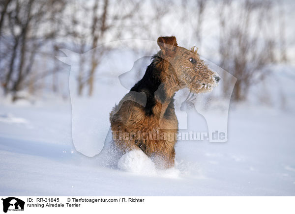 rennender Airedale Terrier / running Airedale Terrier / RR-31845