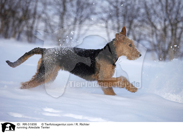 rennender Airedale Terrier / running Airedale Terrier / RR-31856