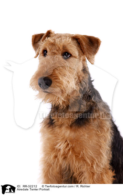 Airedale Terrier Portrait / Airedale Terrier Portrait / RR-32212