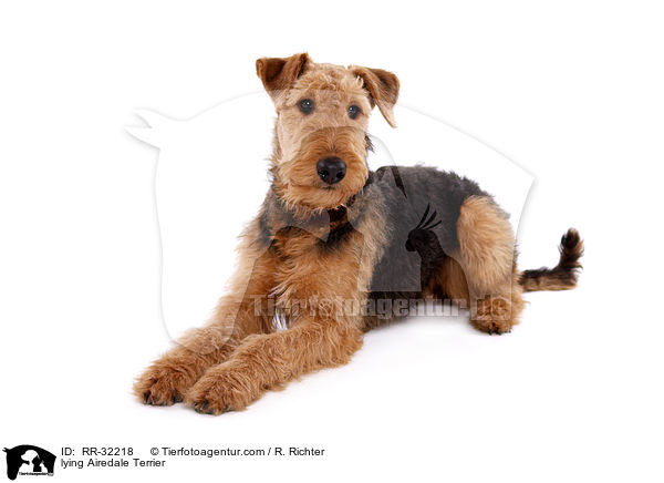 liegender Airedale Terrier / lying Airedale Terrier / RR-32218