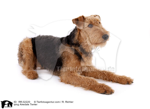 liegender Airedale Terrier / lying Airedale Terrier / RR-32220