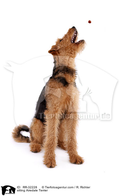 sitzender Airedale Terrier / sitting Airedale Terrier / RR-32228