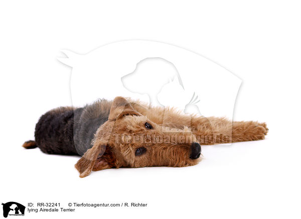 liegender Airedale Terrier / lying Airedale Terrier / RR-32241