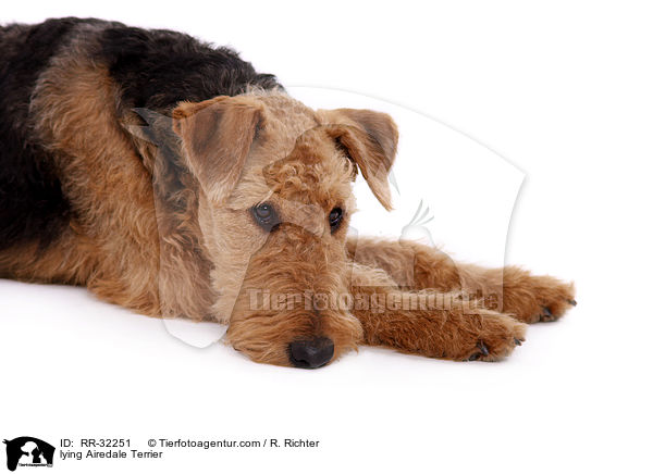 liegender Airedale Terrier / lying Airedale Terrier / RR-32251