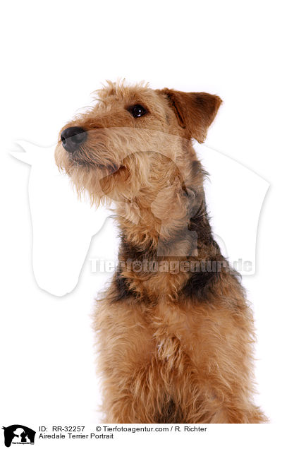 Airedale Terrier Portrait / Airedale Terrier Portrait / RR-32257