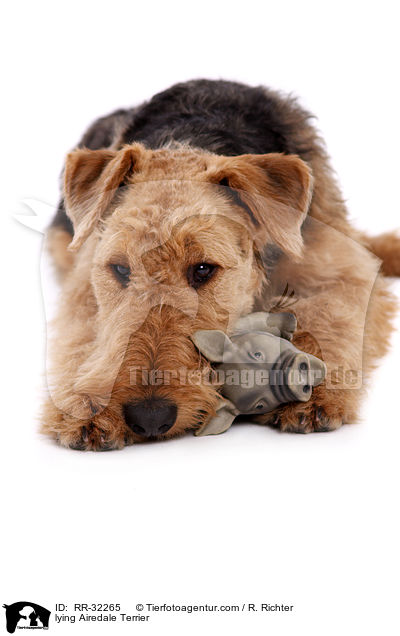 liegender Airedale Terrier / lying Airedale Terrier / RR-32265