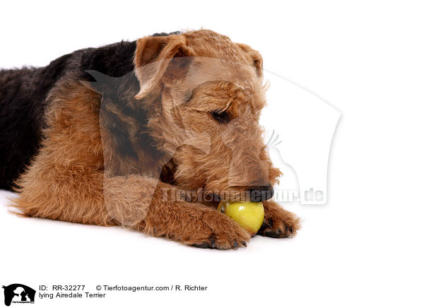 liegender Airedale Terrier / lying Airedale Terrier / RR-32277