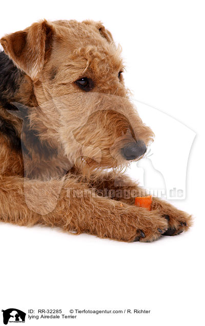 liegender Airedale Terrier / lying Airedale Terrier / RR-32285