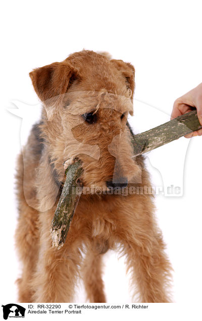 Airedale Terrier Portrait / Airedale Terrier Portrait / RR-32290