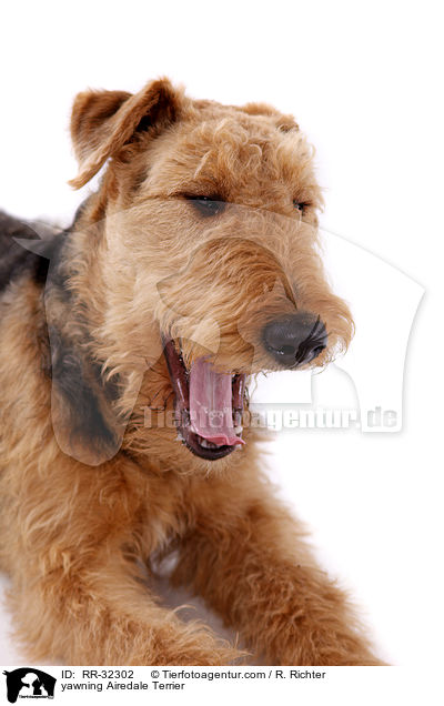 ghnender Airedale Terrier / yawning Airedale Terrier / RR-32302