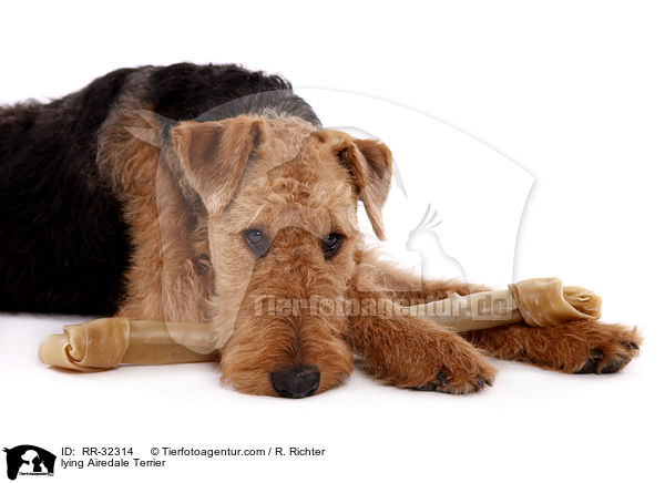 liegender Airedale Terrier / lying Airedale Terrier / RR-32314