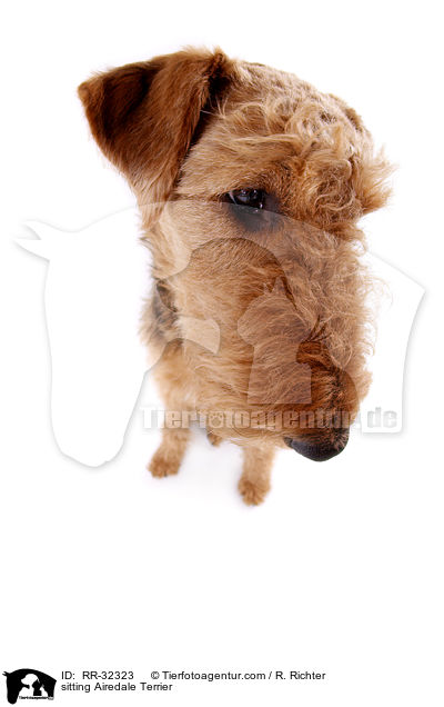 sitzender Airedale Terrier / sitting Airedale Terrier / RR-32323