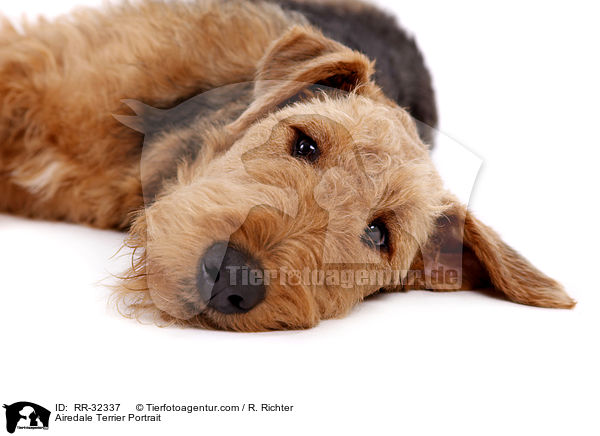 Airedale Terrier Portrait / Airedale Terrier Portrait / RR-32337