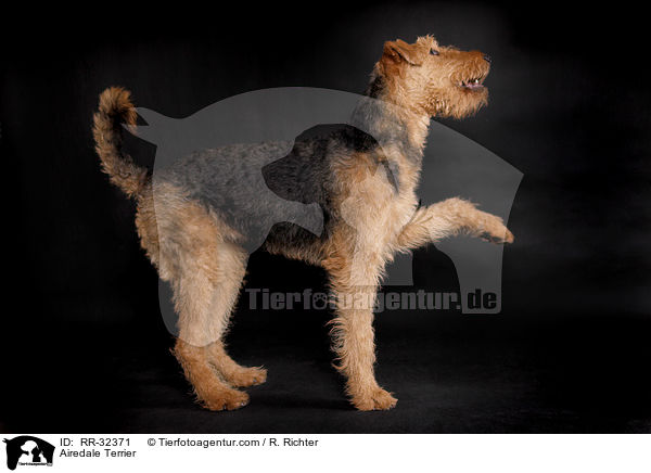 Airedale Terrier / Airedale Terrier / RR-32371