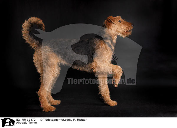 Airedale Terrier / Airedale Terrier / RR-32372