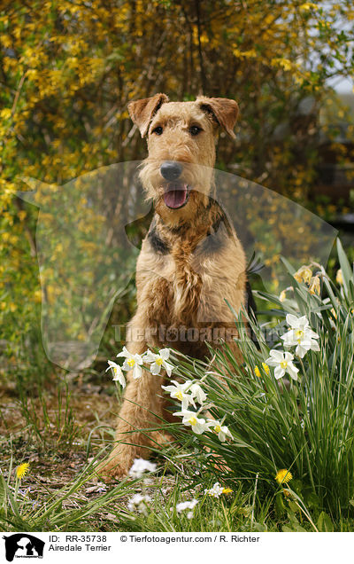 Airedale Terrier / Airedale Terrier / RR-35738