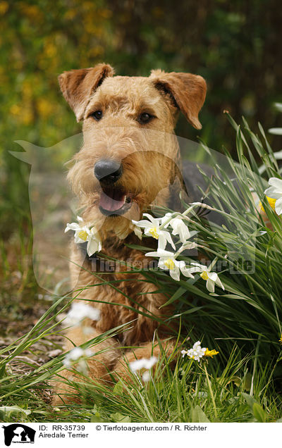 Airedale Terrier / Airedale Terrier / RR-35739